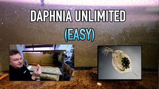 How I Raise Daphnia Water Fleas And You Can Too [upl. by Aivin]