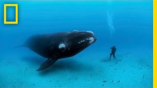 Diving with Whales  Nat Geo Live [upl. by Esorbma305]