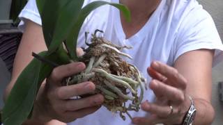 How To Replant Orchids [upl. by Kelcie]