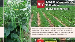 How to cultivate cowpea Vigna unguiculata [upl. by Mandle]