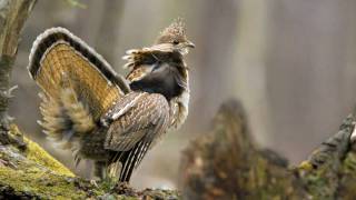 Voices Ruffed Grouse [upl. by Akenit]