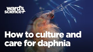 Caring and Culturing for Daphnia [upl. by Gaby221]