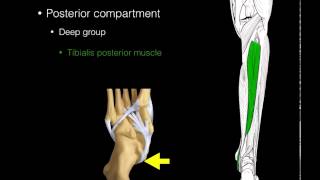 Posterior compartment leg muscles [upl. by Wolfgang56]