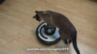 Cat shows HOW TO use iRobot Roomba Vacuum [upl. by Nanette]