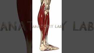 Lower Leg 3d Anatomy [upl. by Rombert765]