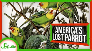 North Americas Lost Parrot [upl. by Doreg366]