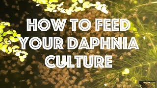 How To Feed Your Daphnia Culture [upl. by Howenstein83]