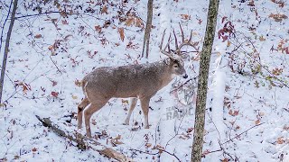 15 kills in 2 Minutes  2019 Hunting Highlights [upl. by Bore]