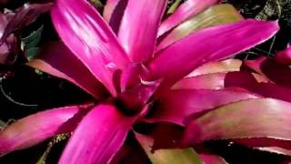 Neoregelia neo bromeliads explained [upl. by Eidson]