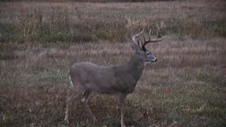 Best Deer Hunting Video EVER 2020 Whitetail Bowhunt [upl. by Iey725]