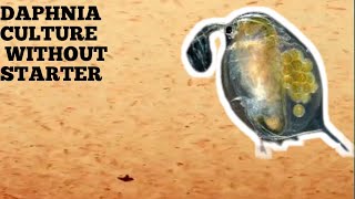 HOW TO CULTURE DAPHNIA NATURALLY WITHOUT A STARTER [upl. by Ayotaj235]