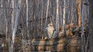 Ruffed Grouse Drumming  Ruffed Grouse Society [upl. by Horowitz]