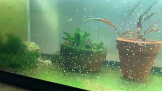 Daphnia Culturing Snails or no snails [upl. by Grubman]