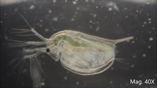 Daphnia magna under the Microscope [upl. by Akissej91]