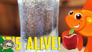 How to culture Vinegar Eels The EASY Way Live Fish Food [upl. by Zed]