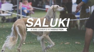 SALUKI A DOG LOVERS INTRODUCTION [upl. by Melan]