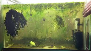 Scuds Daphnia Cherry Shrimp Copepods My aquatic food culture [upl. by Notluf]