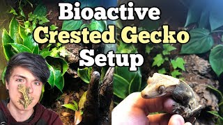 How To Setup a Bioactive Enclosure for a Crested Gecko [upl. by Drue]