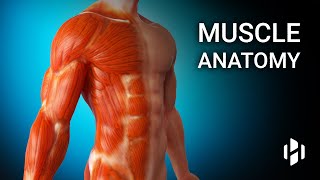 Anatomy of Human Muscles [upl. by Nilesoj]