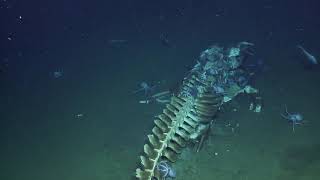 Whale Fall Actively Devoured by Scavengers at Davidson Seamount  Nautilus Live [upl. by Niko]