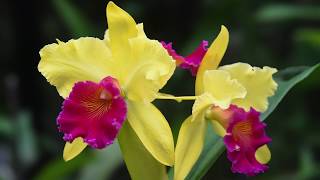 Growing and Repotting Cattleya Orchids [upl. by Aibara383]