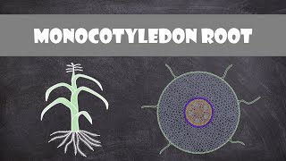 Monocot Root Structure  Plant Biology [upl. by Iak]