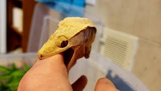 Angry Crested Gecko [upl. by Asira]