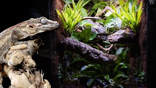 Bioactive Gargoyle Gecko Vivarium [upl. by Lindi289]