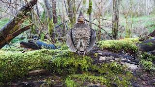 Ruffed Grouse Drumming [upl. by Anette]