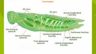 Respiratory System In Insects [upl. by Esikram]