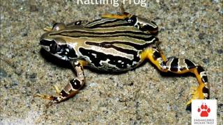 Frogs and their calls [upl. by Jelle]