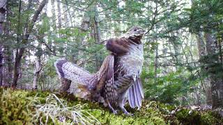 Ruffed Grouse Displaying and Drumming [upl. by Delphine]