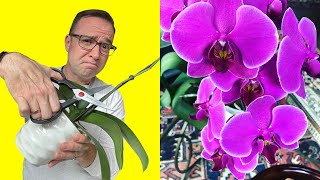 Where To Cut Orchid Stem After Flowers Fall Off [upl. by Aseeral795]