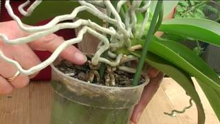 How to Grow Orchids [upl. by Onibla299]