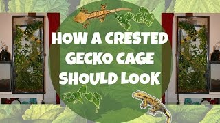 HOW TO Set Up A Crested Gecko Enclosure [upl. by Jaenicke469]