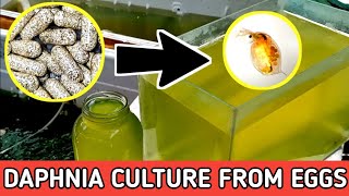 HOW TO HATCH DAPHNIA EGGS  HOW TO CULTURE DAPHNIA [upl. by Dafna]