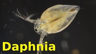 Daphnia [upl. by Nat702]