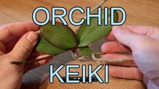 Repotting an Orchid Keiki  Phalaenopsis Orchid Keiki [upl. by Lamdin]