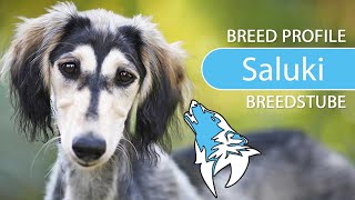 ► Saluki Breed 2020 Temperament amp Training [upl. by Atirrehs]