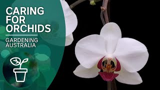 How to keep orchids flowering [upl. by Elda]