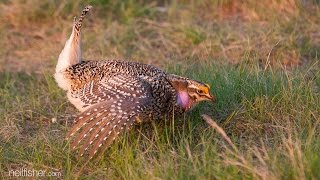 Sharptailed grouse [upl. by Nishi475]