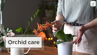 Orchid Care Guide Repotting and Watering Indoors [upl. by Deane550]