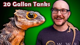 Top 5 Reptiles That Can Live in a 20 Gallon Enclosure FOREVER [upl. by Fabian]