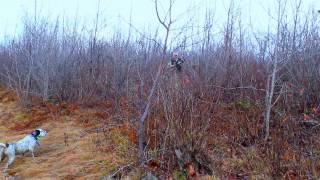 Grouse Hunting  Ruffed Grouse Society  quotA Day Afield  HDquot [upl. by Clymer]