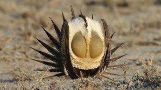 The Dance Of The Sage Grouse [upl. by Arundell]