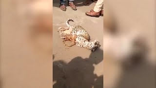 Watch Leopard enters residential area in Gujarat creates ruckus [upl. by Ricca]