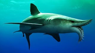 Prehistoric Sea Monsters Edestus Shark quotREAL LIFE Teeth Thrasherquot Mini Documentary [upl. by Areik220]