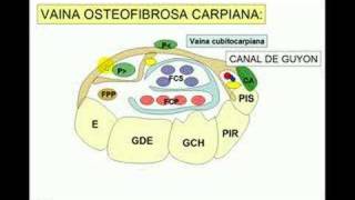 tunel carpiano [upl. by Bushey]