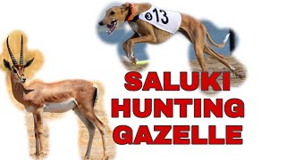 Saluki Hunting Gazelle dog racing [upl. by Laehplar]