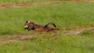 Running cat  slow motion 100fps [upl. by Grey]